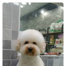 뽀송 이미지