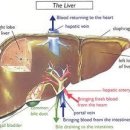 [ 일산 크로스핏, 크로스핏 무도 ] 간 Liver 이미지