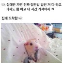 백성족발 | 11. 삐까뚜빨라 뻬꺠후르샤뚜 👽🛸