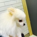 시온동물병원 이미지