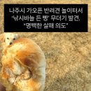 나주낚시 Daum카페