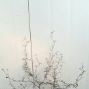 크로키아 이미지