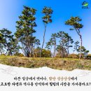 노바블룸디자인 이미지
