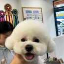 이누애견 | 화서동 애견미용실 아유르님, 이누후와리 클렌징오일, 피부 전후 비교