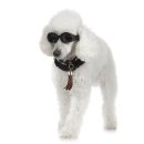 평촌동물병원 이미지