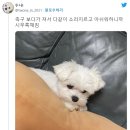 후우 이미지