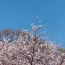 서현중앙길 | [실시간] 분당 서현 벚꽃 100% 만개! 구청 잔디광장에서 중앙공원까지 산책 코스