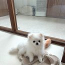 시오멍 이미지