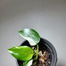 도도플랜츠
