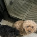 둥둥펫살롱 이미지