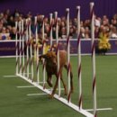 DOG IN US 이미지