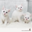 아이홀릭 이미지