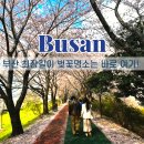 괘법정비 | 부산 벚꽃 명소 삼락공원벚꽃 주차장 비 온 뒤 풍경 실시간