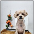 까망댕댕 이미지