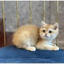 도그패밀리 이미지