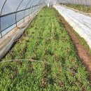 사천농장 이미지