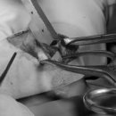 권앤정 동물외과병원 이미지