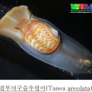 연체동물 - 복족綱 - 총알고둥目 - 구슬우렁이科 - 주머니구슬우렁이 이미지