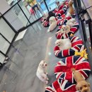 개털깍는 사랑이네 이미지