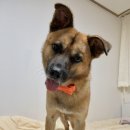 평택 애견미용 살롱 드 쭈 이미지