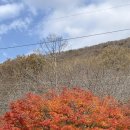 꽃무릇공원 이미지