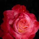 일본어 회화(중급) 이미지