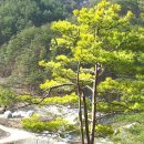 황금소나무 Daum카페