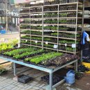 역적로1R-2 | 도봉구 방학동 “서울 근교 화훼농원🪴 꽃·모종 다 있는 숨은 성지🌸” [영이네화원]