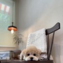 모모티디 독 쌀롱 반려견 미용 계림점 | 모모티디 독 쌀롱 반려견미용 계림점 momotd salonde dog