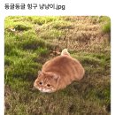 냥냥이네 이미지