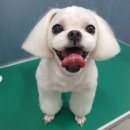 까까줄개 이미지