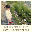 고양 물구리빵집 아기와 갈만한 서울근교 5월 샤스타데이지 명소