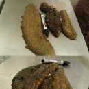 섬전복영어조합법인 이미지