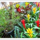 아나나스 이미지