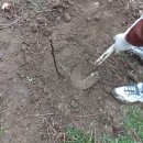 나무네농장 | 배나무 황매실 모종심기 오늘 심었어요~ 배나무 모종 심는 방법 황매실 나무 심기 농장 후기