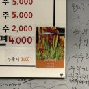 진주실비 | 진주 파김치 맛집 실비 김치 감칠맛 대박 최혜주파김치 일잔일점