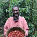 예가체프 이미지