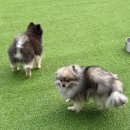 도그와트 이미지