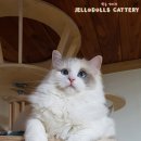 젤로돌스 이미지