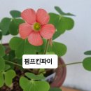 사랑초 10종 이미지