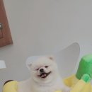 라니멍