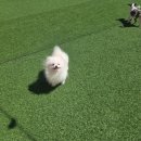 데이, 멍 | 창원 애견유치원 찾다가 알게 된 멍데이유치원 진해본점 후기 🐶