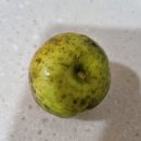 돌배황토 이미지