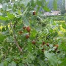 곤이 농장 이미지