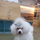 차르도르 애견카페 이미지