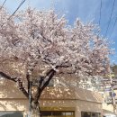 (유)서구 | 부산 서구 카페 유씨(You See) 휘낭시에와 커피 그리고 벚꽃