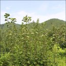 고령농장 이미지