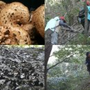 송하버섯마을 이미지