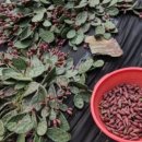 청옥산분말 이미지