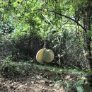 목통마을 내 이미지